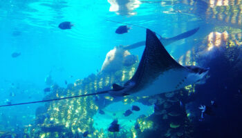 Sea World Голд-Кост