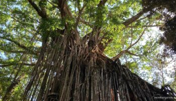 Фиговое дерево «Занавес» (Curtain Fig Tree) на плато Атертон в Квинсленде, Австралия — 500-летний фикус-душитель с воздушными корнями высотой 15 метров